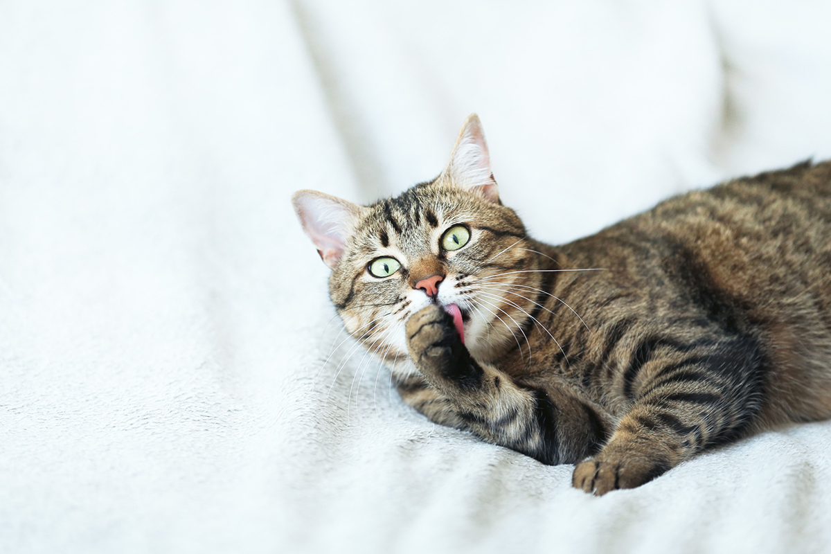 curiosites-connaissez-pas-sur-chat