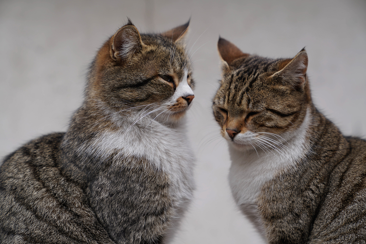 deux chats sont en train de jouer ou de se battre