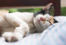 différentes positions de sommeil de votre chat