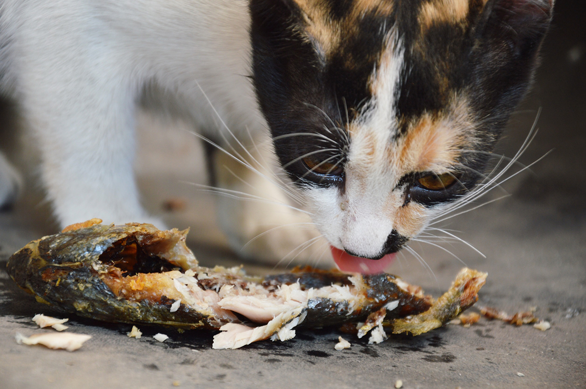 Estce que vous pouvez donner du thon à manger à votre chat ?