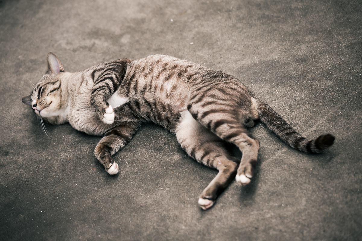 3 comportements qui montrent la présence de douleurs chez votre chat