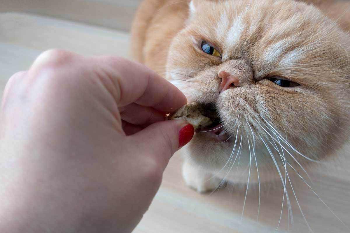 friandises-saines-chat