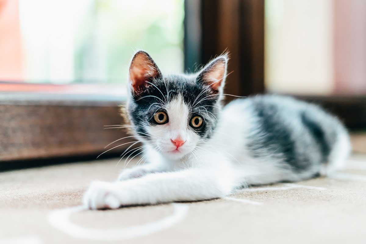 habitudes-raccourcir-vie-chat