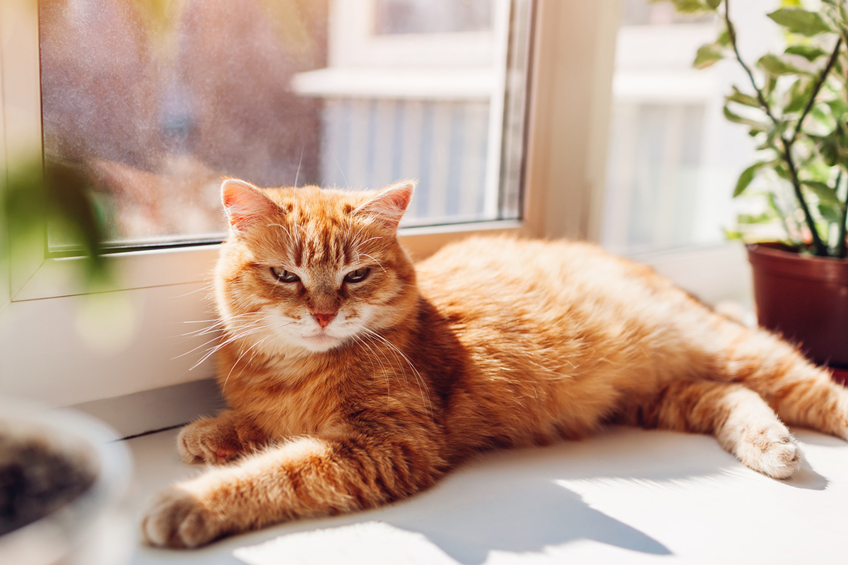 habituer-chat-rester-seul-maison