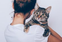 meilleures façons de donner de l’amour à votre chat