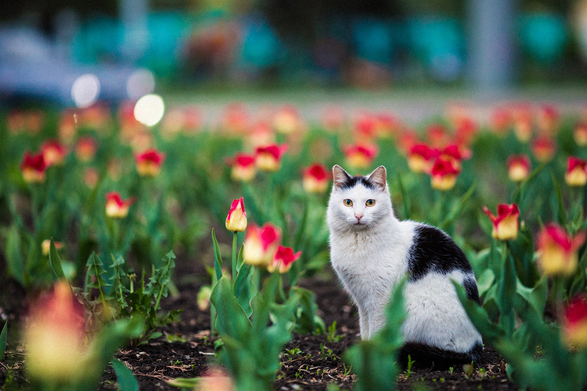 menaces qui guettent votre chat au retour du printemps