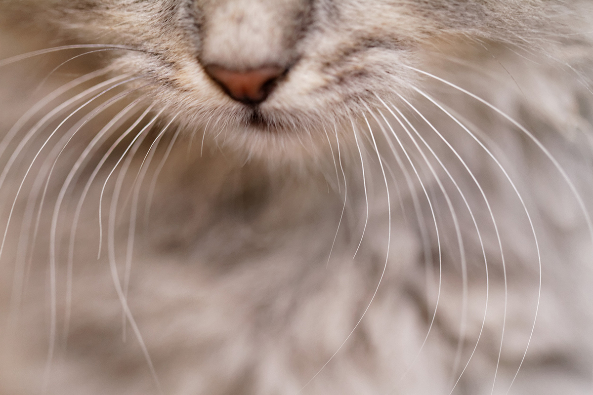 moustaches-chat-tombent