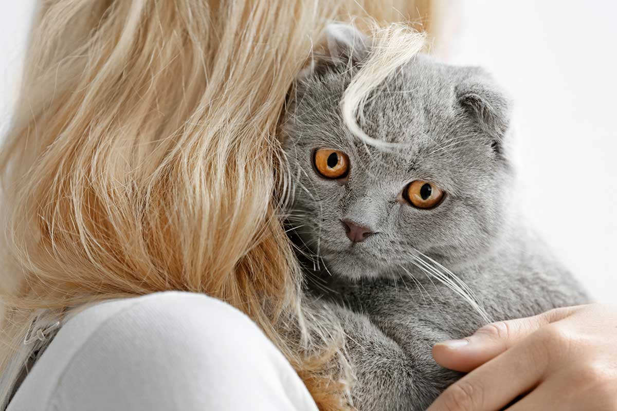 pourquoi chat me lèche tout le temps les cheveux