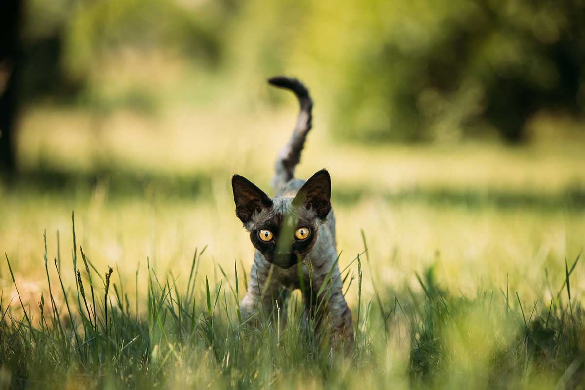 que-veux-dire-queue-chat