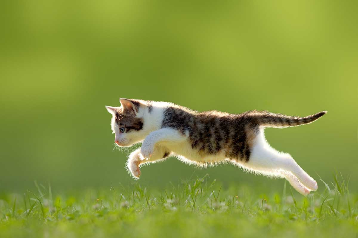 quelle-vitesse-chat-peut-courir