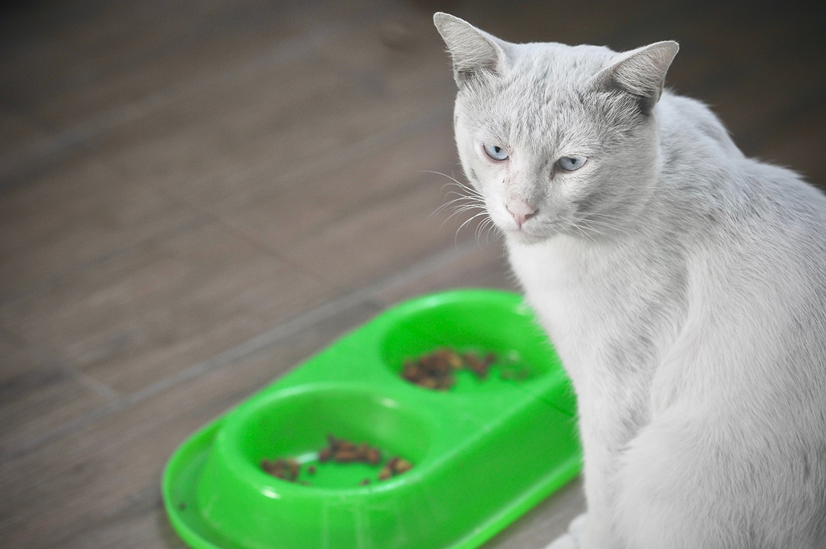 rationner la nourriture de son chat