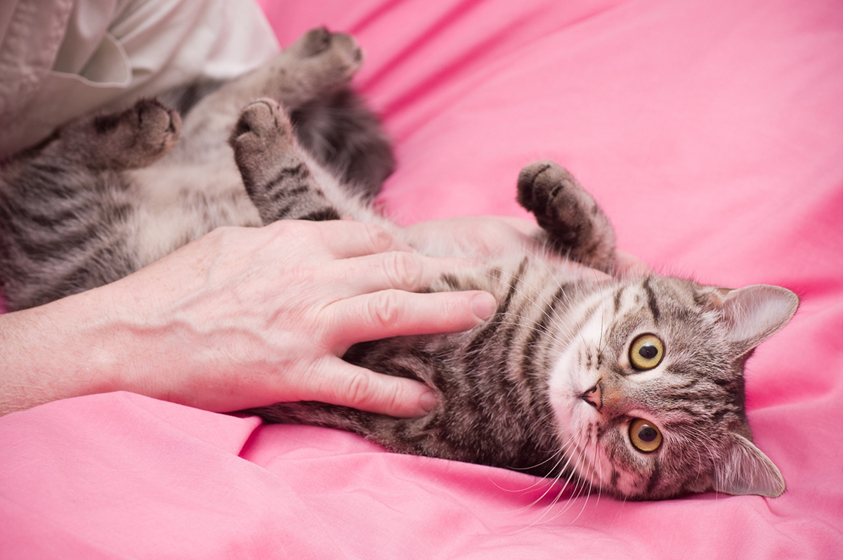 techniques-massages-pour-chat