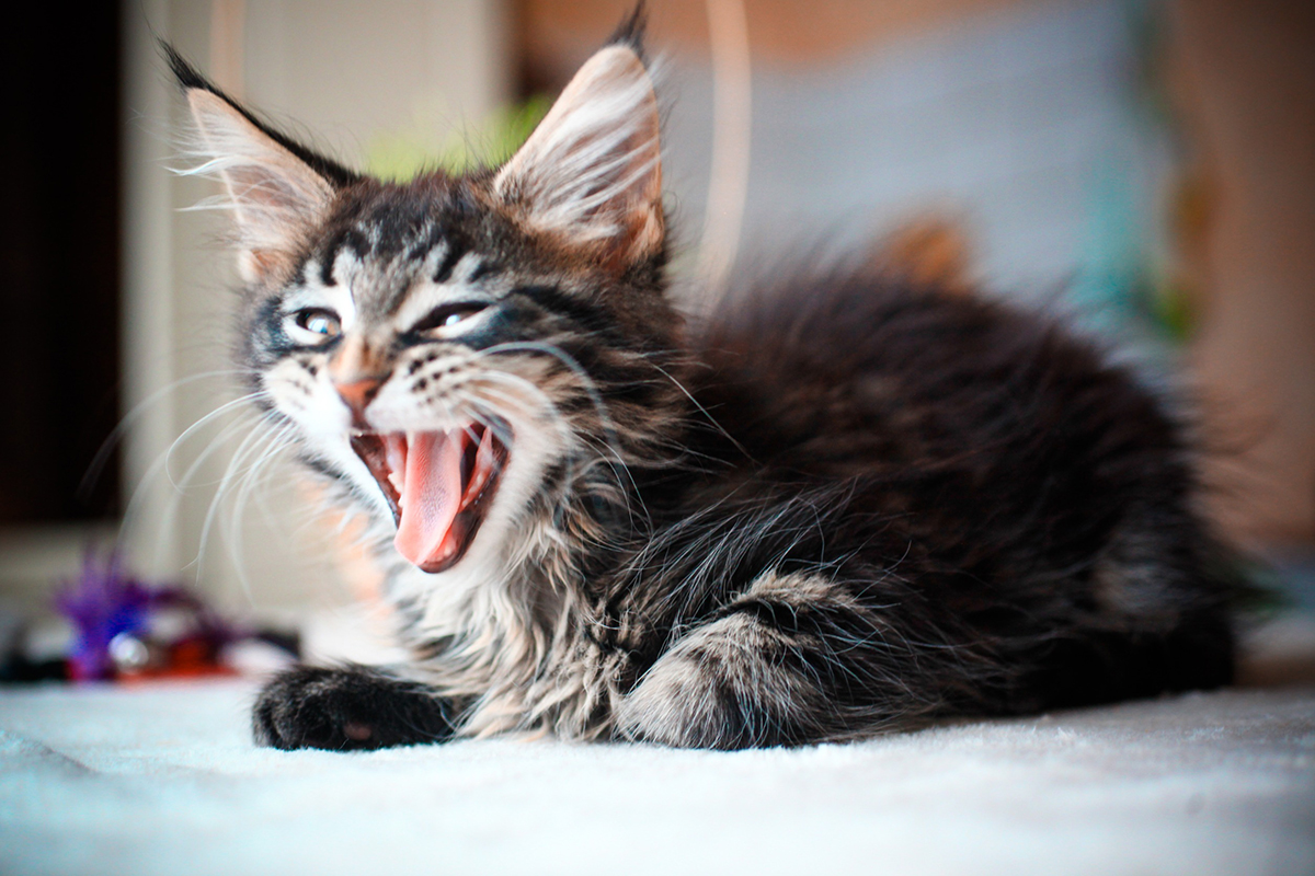 vermifuger-chat-printemps