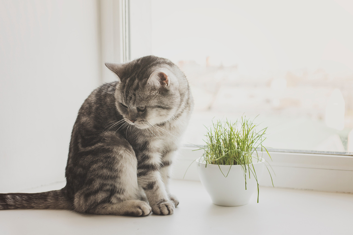 apprendre à votre chat à rester seul à la maison