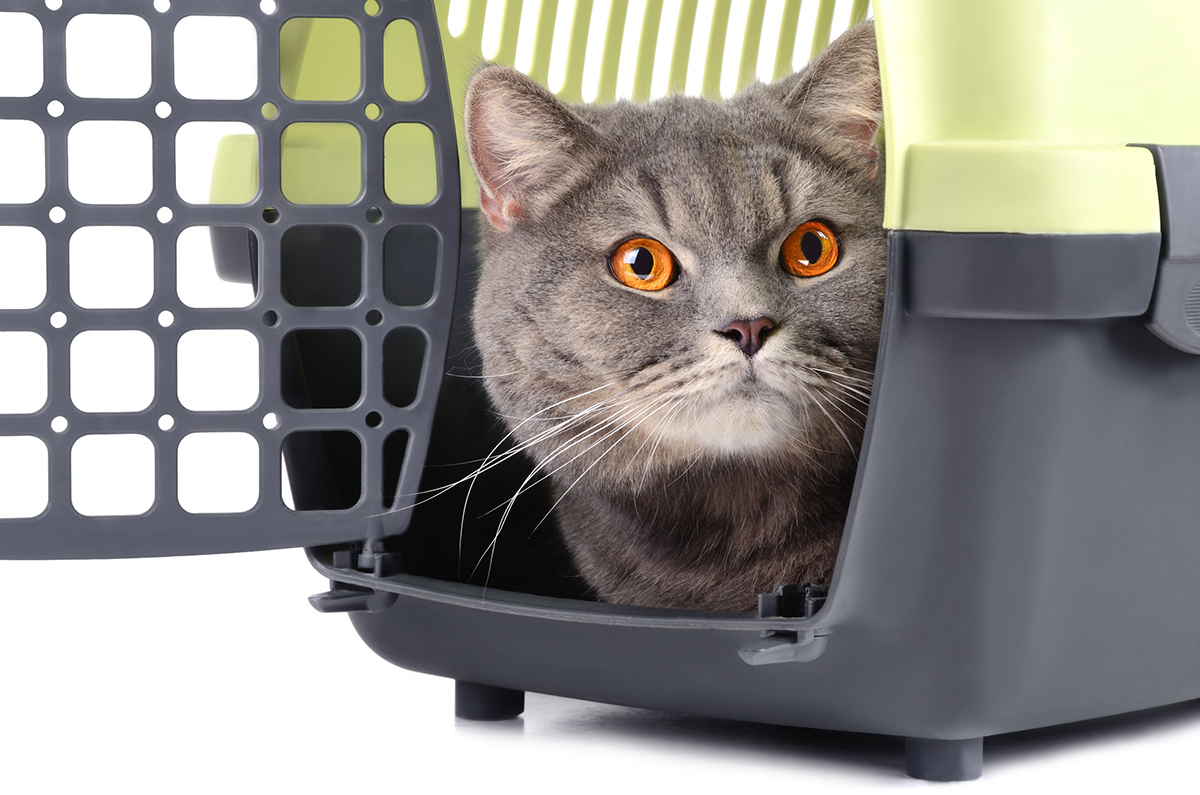 astuces-chat-malade-voiture