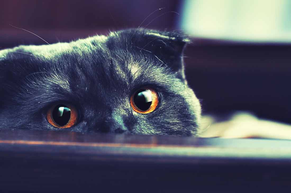 astuces-destresser-calmer-chat