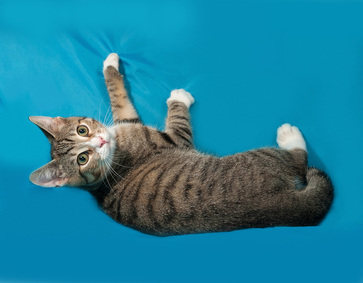 chat-coup-de-folie