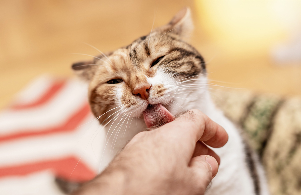 chat lèche tout le temps vos mains