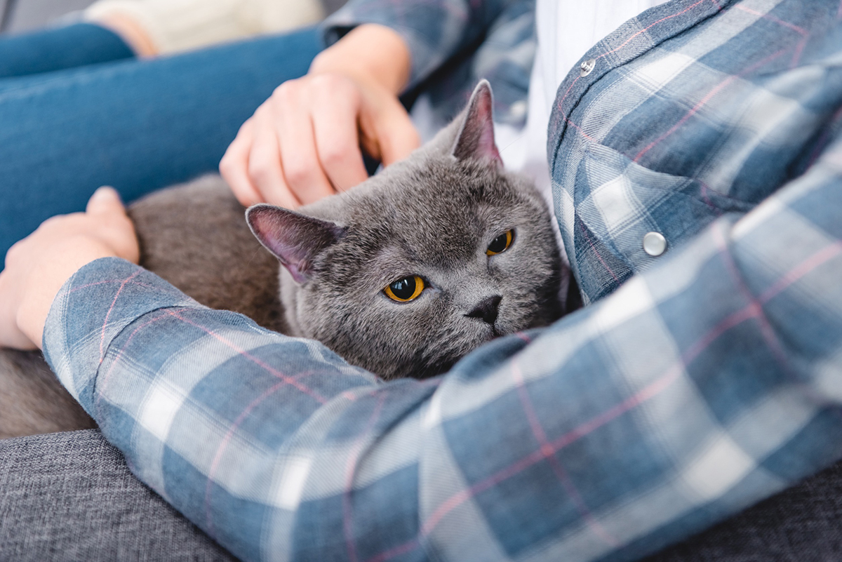 chat veut toujours monter sur vos genoux