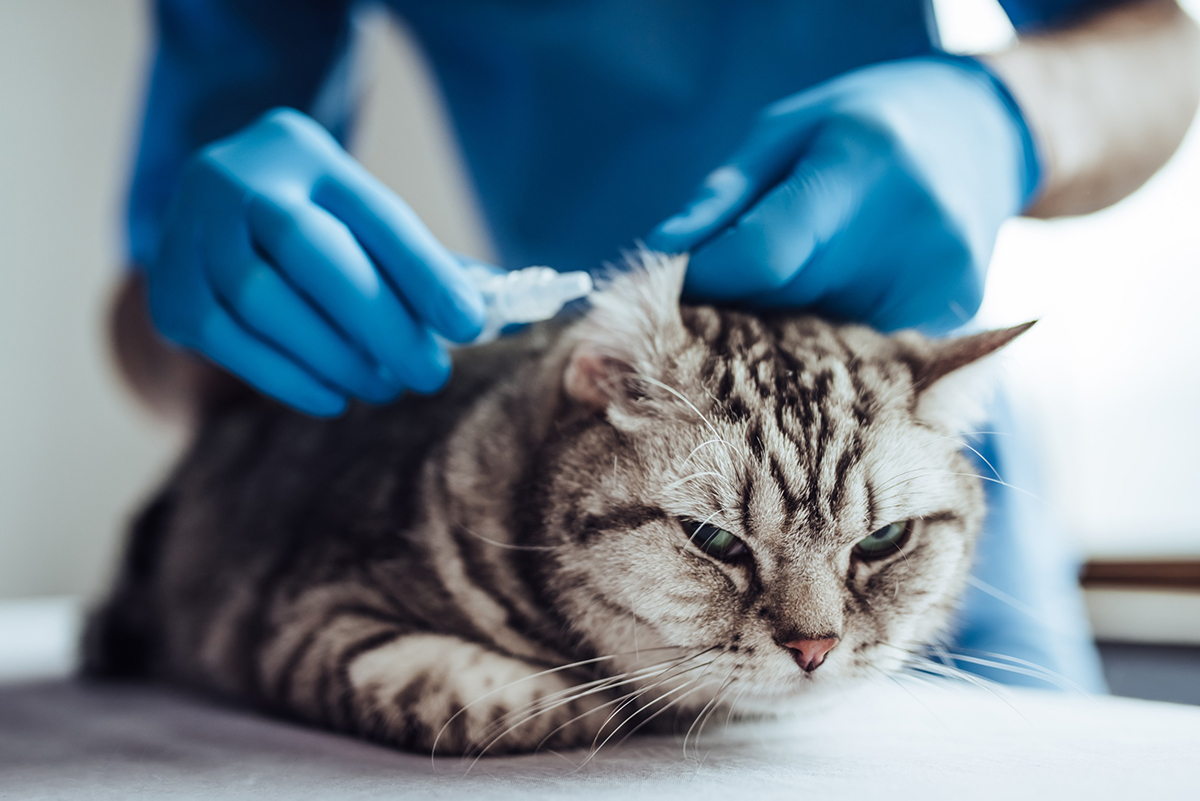 chat-renverse-par-voiture