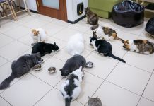 Combien de chats pouvez vous adopter au maximum à la maison
