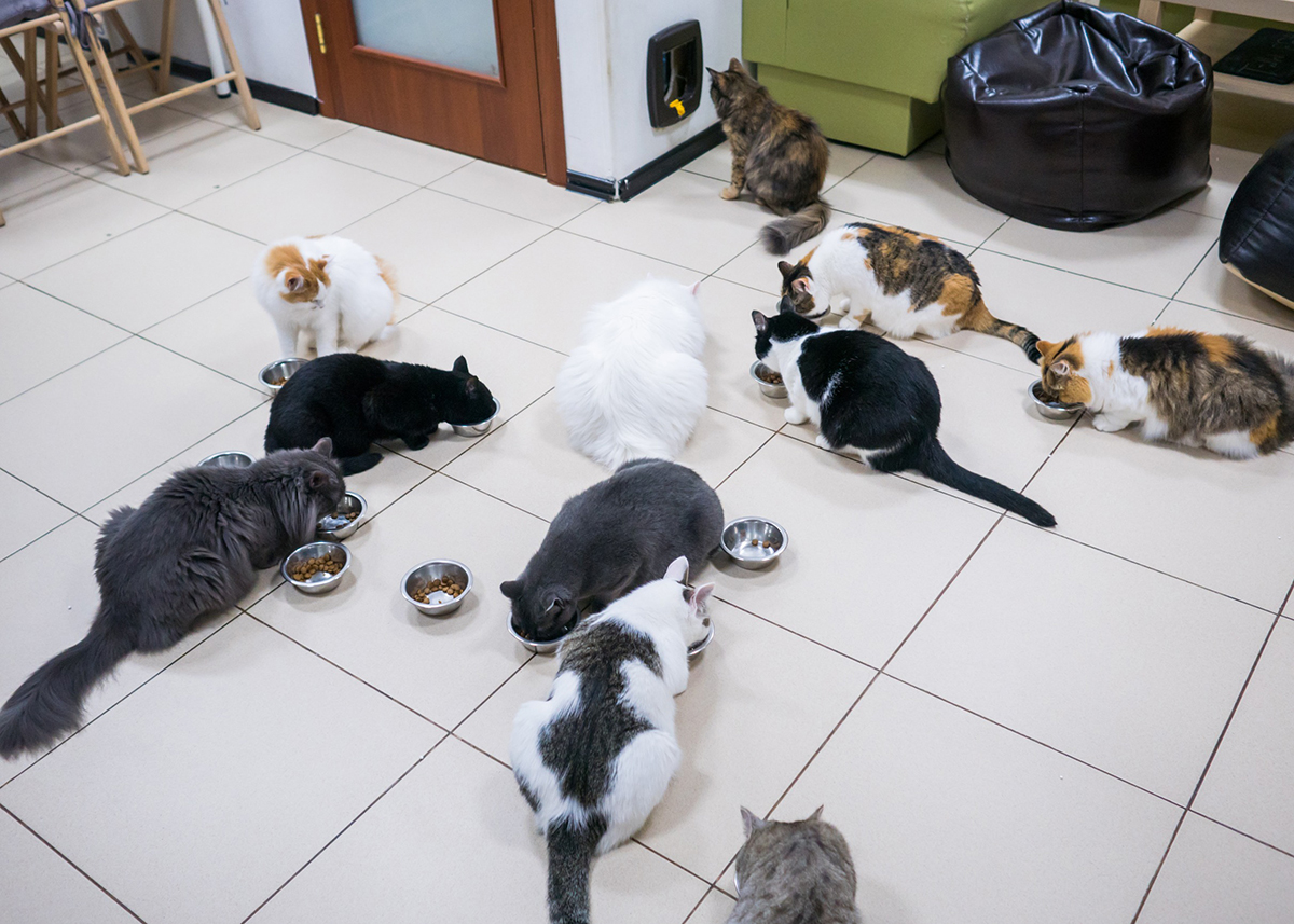 Combien de chats pouvez vous adopter au maximum à la maison