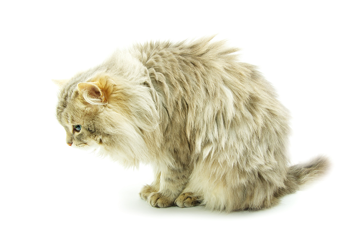 eviter-boules-de-poils-chat