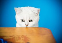 ne pas laisser chat ne monte pas sur la table