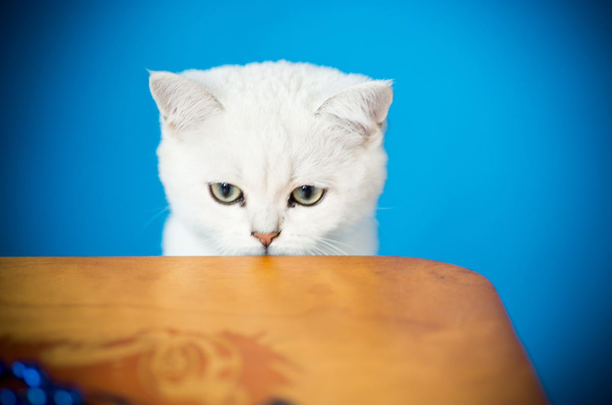 ne pas laisser chat ne monte pas sur la table