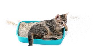 A quelle fréquence devez vous changer la litière de votre chat