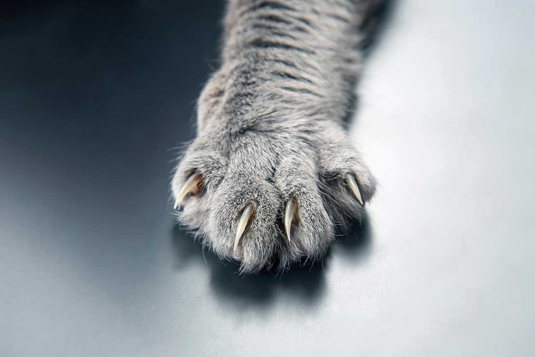 risques-apres-griffure-morsure-chat