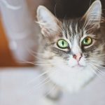 signaux d’aide à savoir repérer chez votre chat