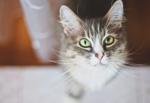 signaux d’aide à savoir repérer chez votre chat