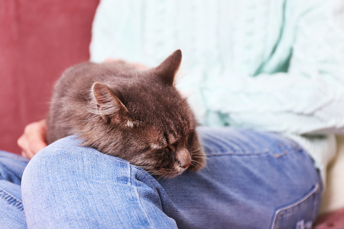 signes-chat-possessif