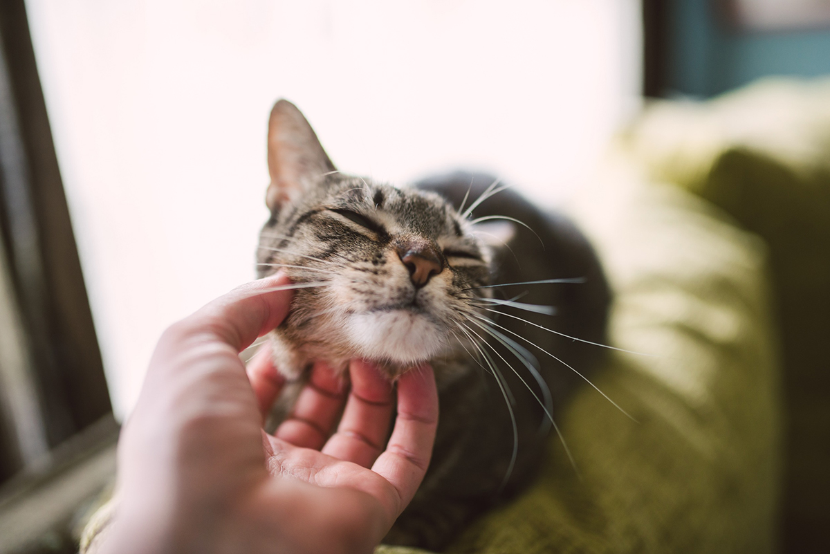 techniques-recompenser-chat