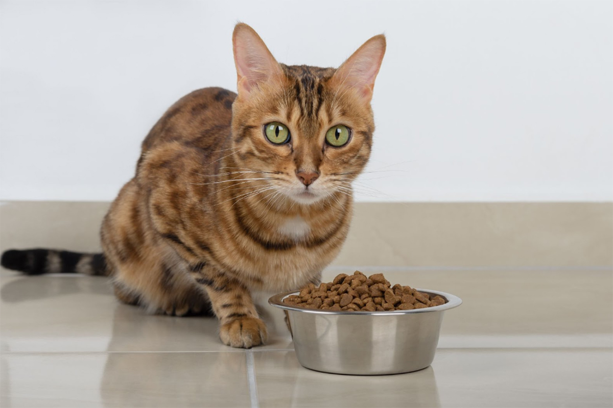 nutrition-feline