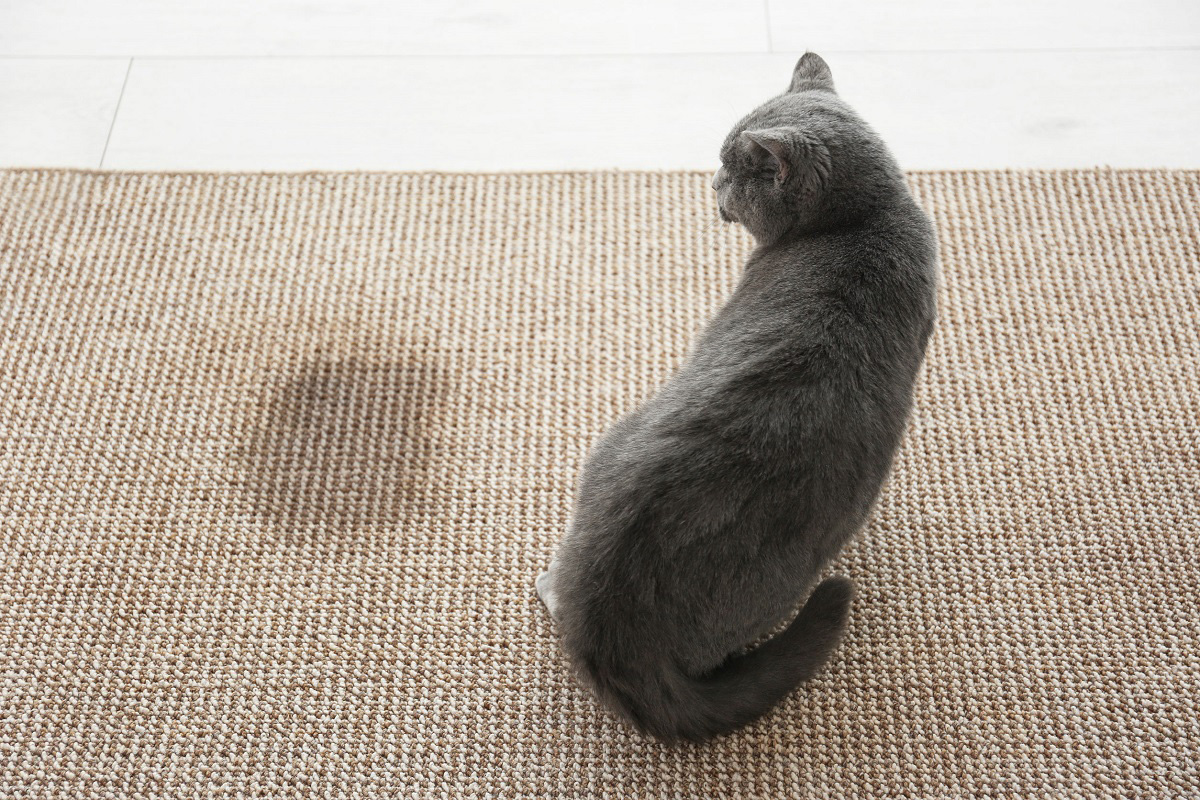 Astuces pour enlever l'odeur de pipi de chat