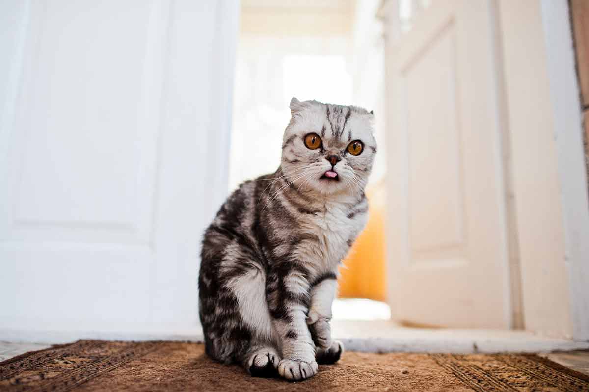 calmer-angoisses-chat