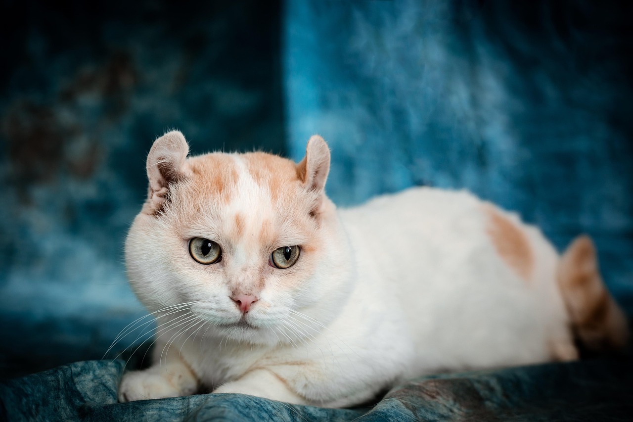 chats-nains