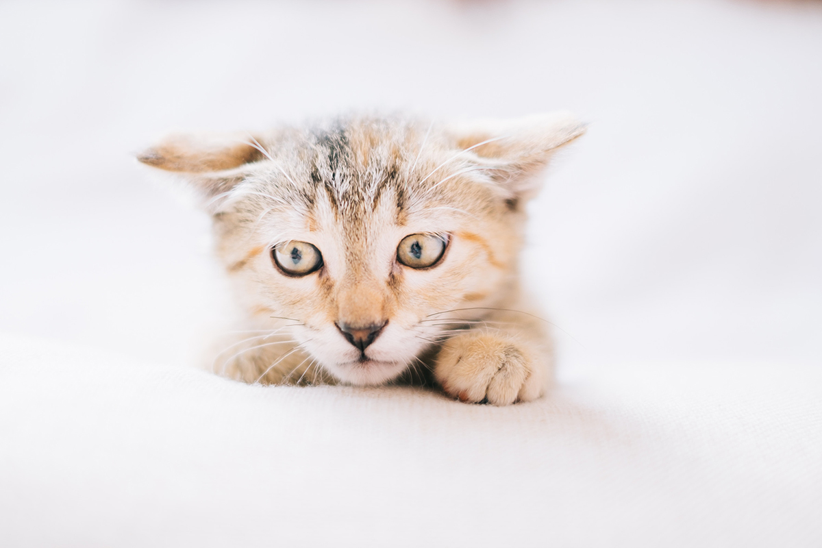 crise-adolescence-chat