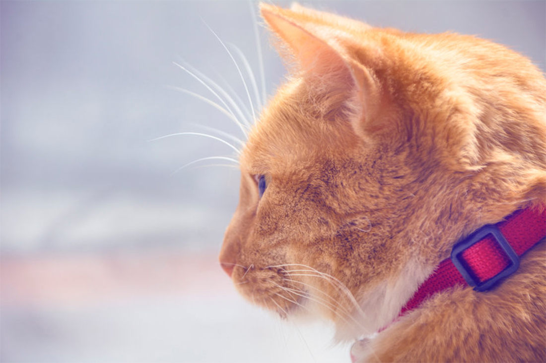 chat collier anti-étranglement