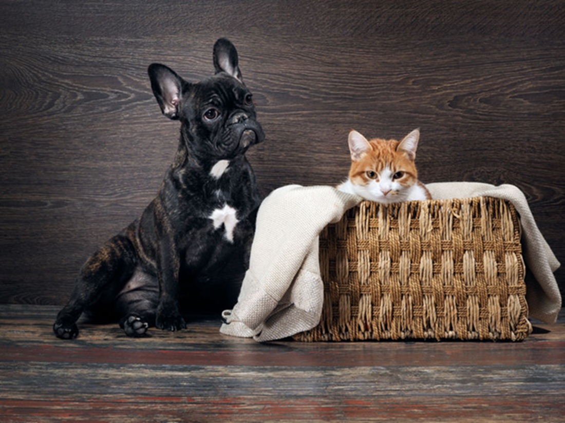 CBD dans l'alimentation de son animal