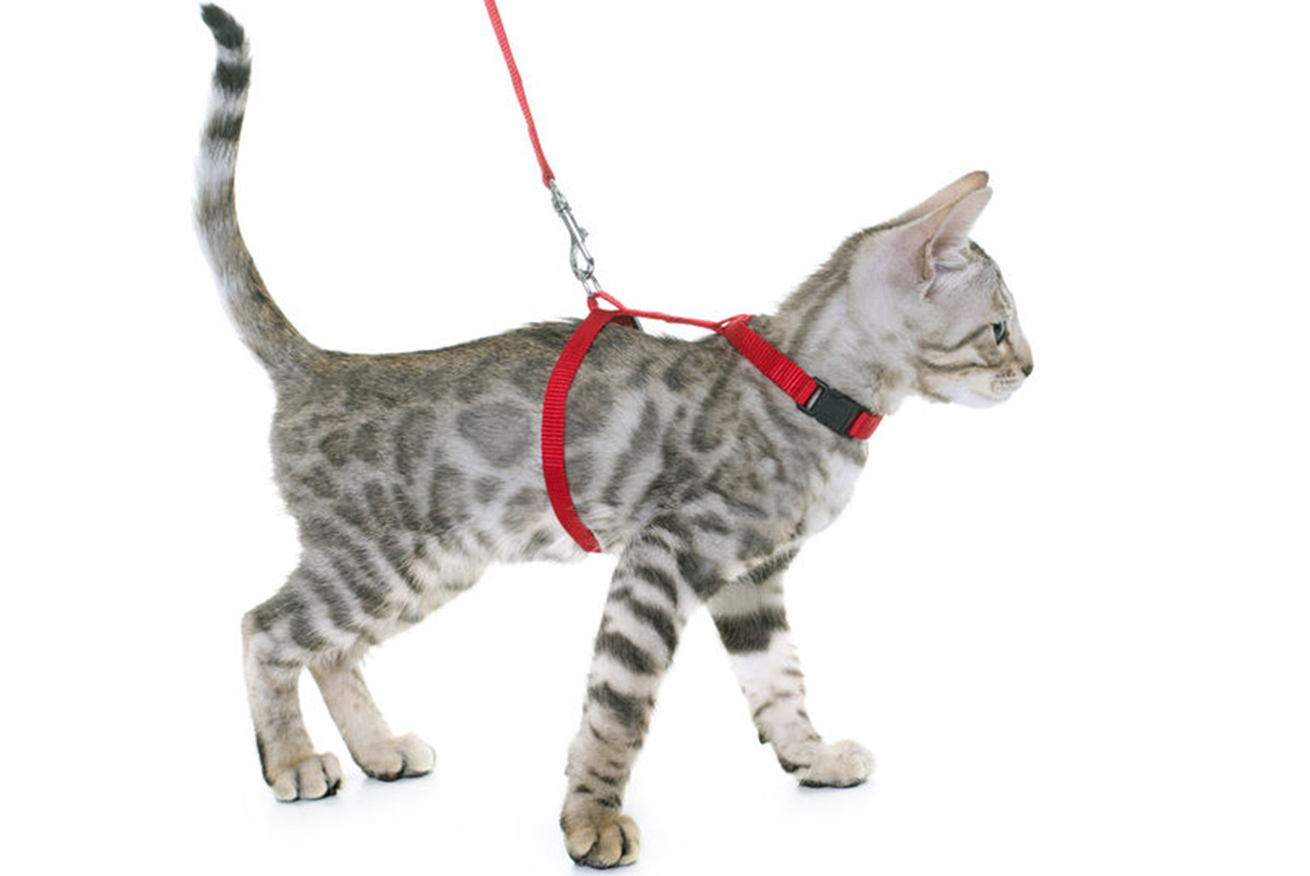 habituer son chat à porter un harnais
