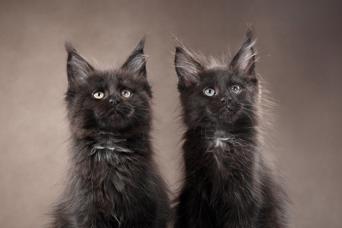 Chats noirs à poil long