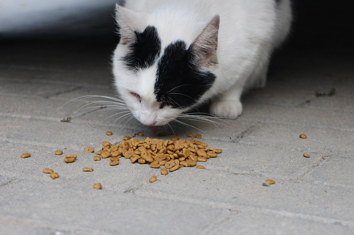 meilleures croquettes pour son chat