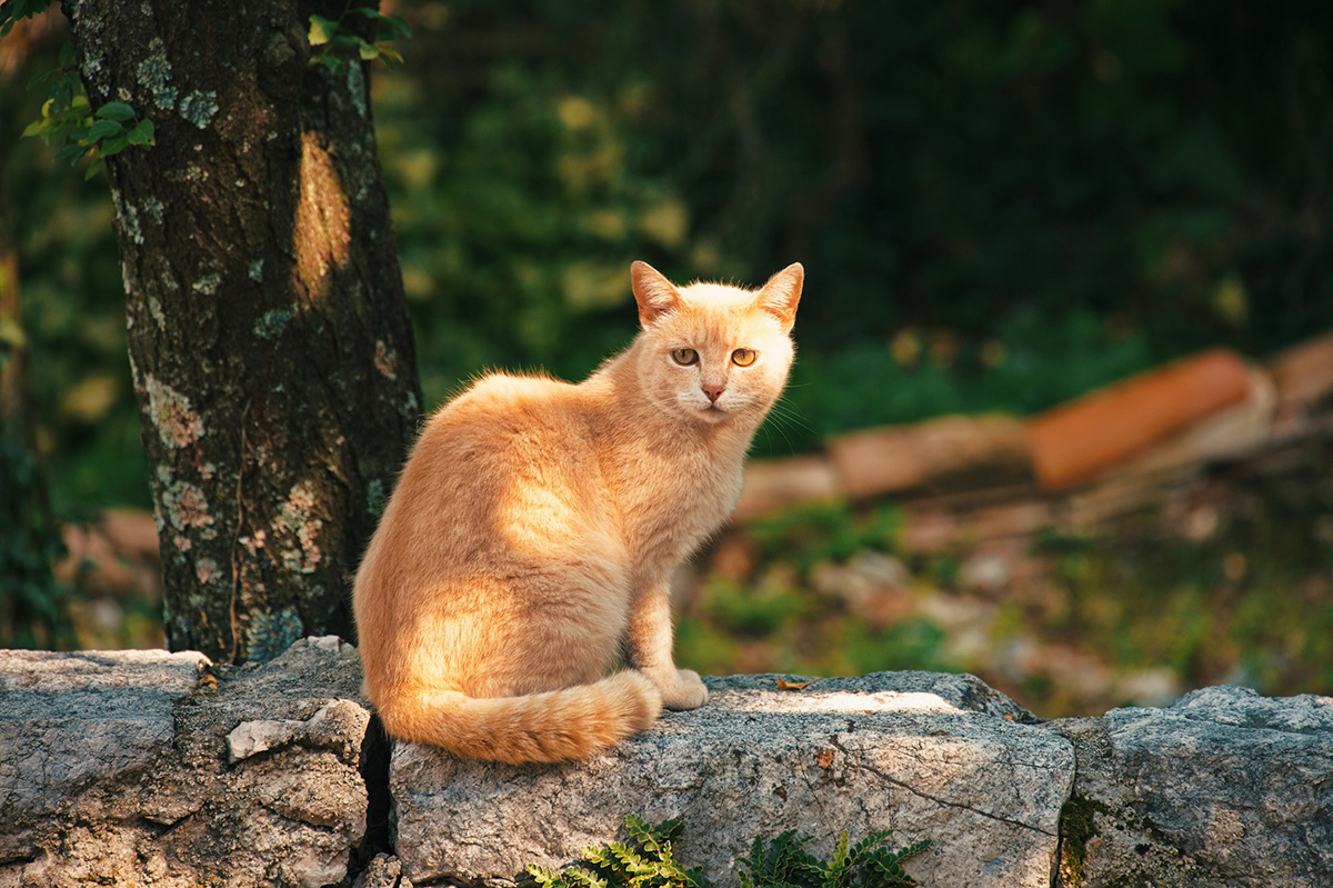 races de chats roux clair