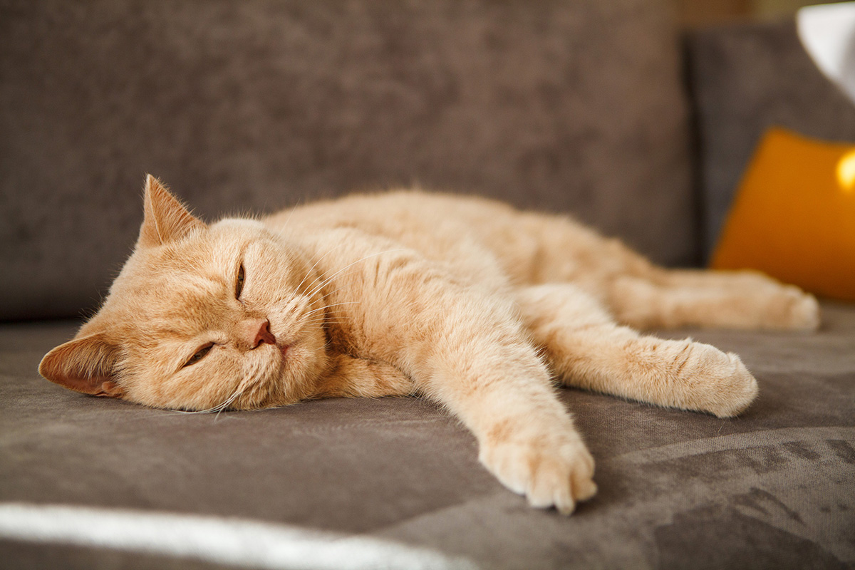 races de chats roux clair