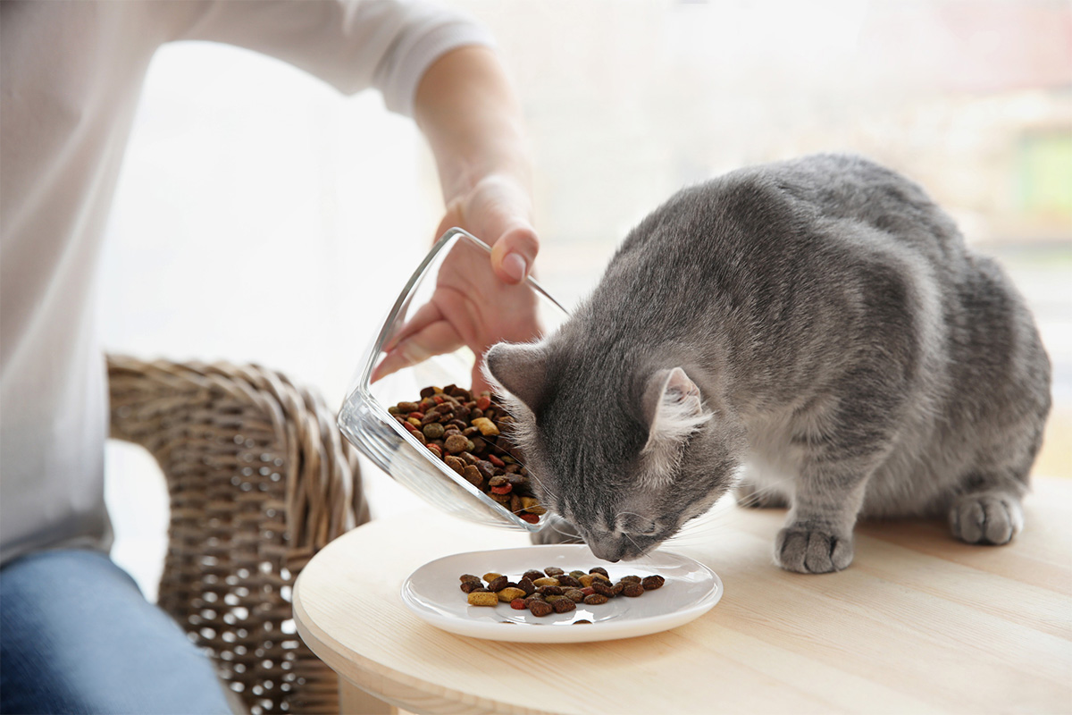 alimentation qualitative et adaptée pour la santé du chat