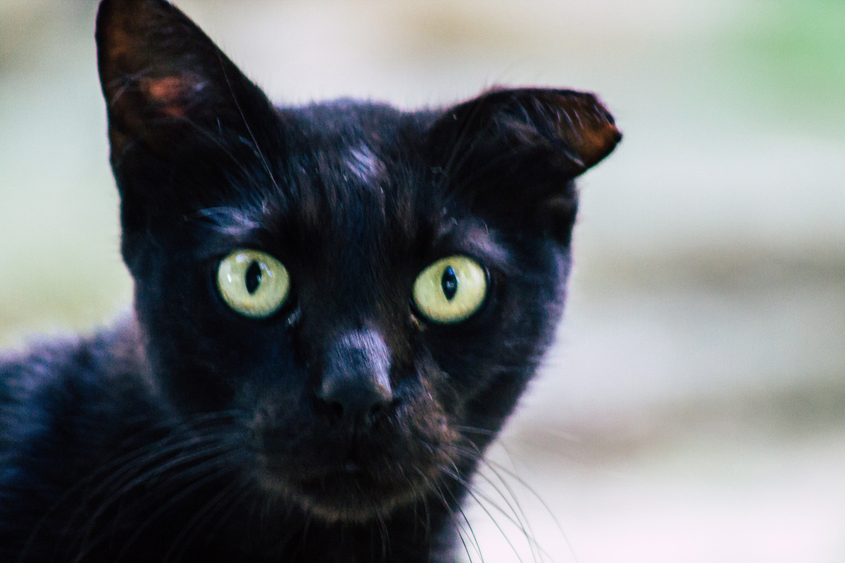 Chats Noirs Aux Yeux Verts D couvrez 12 Races l gantes Et Leurs Chats Noirs Aux Yeux Verts D couvrez 12 Races l gantes Et Leurs