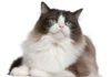 Ragdoll